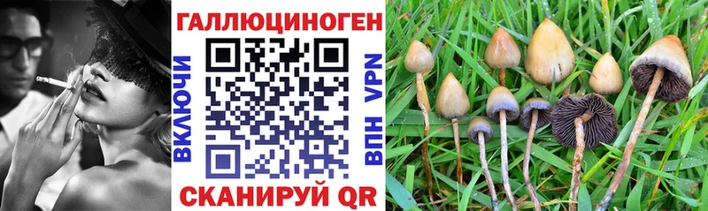 Псилоцибиновые грибы Psilocybe Торжок